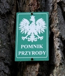 pomnik przyrody
